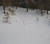 Охота на волка декабрь 2010 г. (Челябинская область)