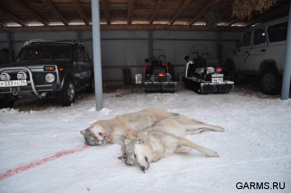 Охота на волка январь 2011 г. (Челябинская область)