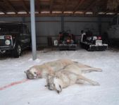 Охота на волка январь 2011 г. (Челябинская область)