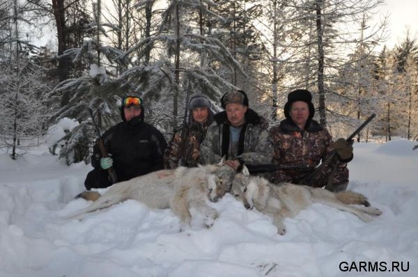 Охота на волка январь 2011 г. (Челябинская область)