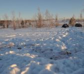 Охота на волка январь 2011 г. (Челябинская область)