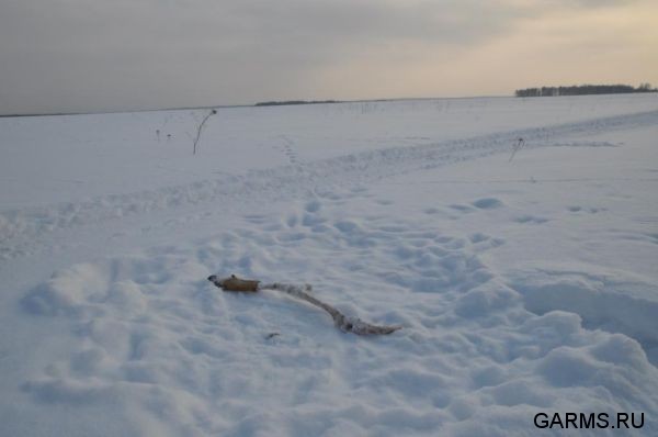 Зимняя охота январь-февраль 2011 г.(Челябинская область)