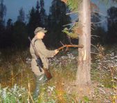 Охота на лося на реву сентябрь 2011г.(Челябинская область)