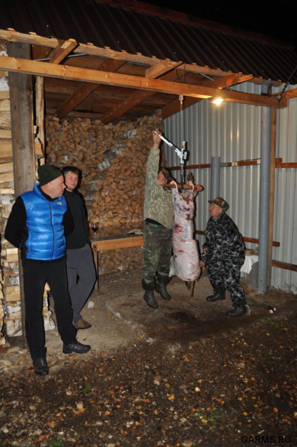 Охота на лося на реву сентябрь 2011г.(Челябинская область)