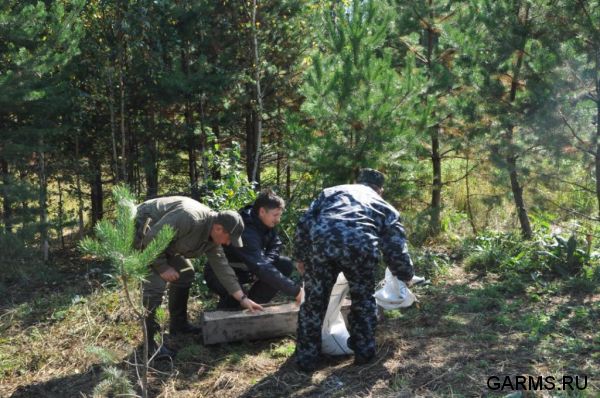 Охота на лося на реву сентябрь 2011г.(Челябинская область)