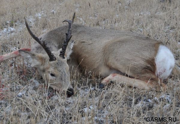 Охота на косулю ноябрь 2011г.(Курганская область)