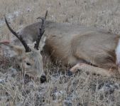 Охота на косулю ноябрь 2011г.(Курганская область)