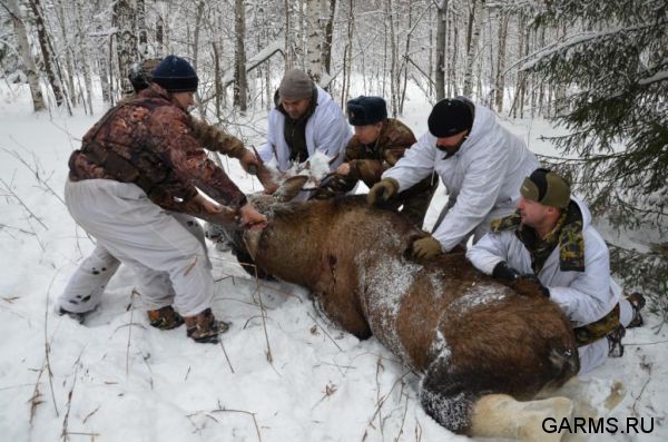 Загонная охота на лося ноябрь 2011 г.(Челябинская область)
