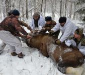 Загонная охота на лося ноябрь 2011 г.(Челябинская область)