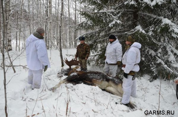 Загонная охота на лося ноябрь 2011 г.(Челябинская область)