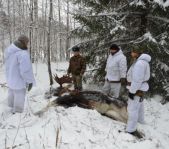Загонная охота на лося ноябрь 2011 г.(Челябинская область)