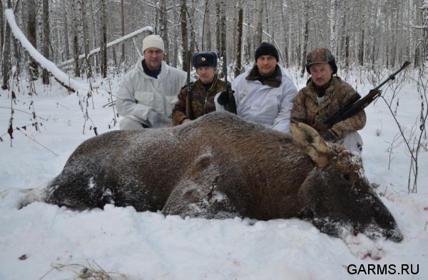 Загонная охота на лося ноябрь 2011 г.(Челябинская область)