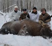 Загонная охота на лося ноябрь 2011 г.(Челябинская область)