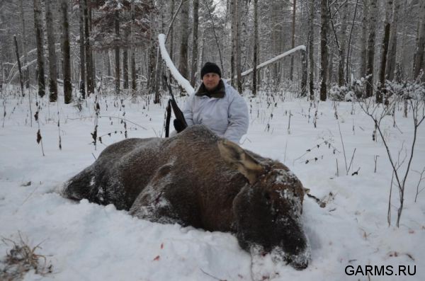 Загонная охота на лося ноябрь 2011 г.(Челябинская область)