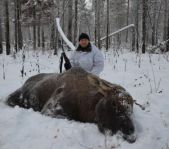 Загонная охота на лося ноябрь 2011 г.(Челябинская область)