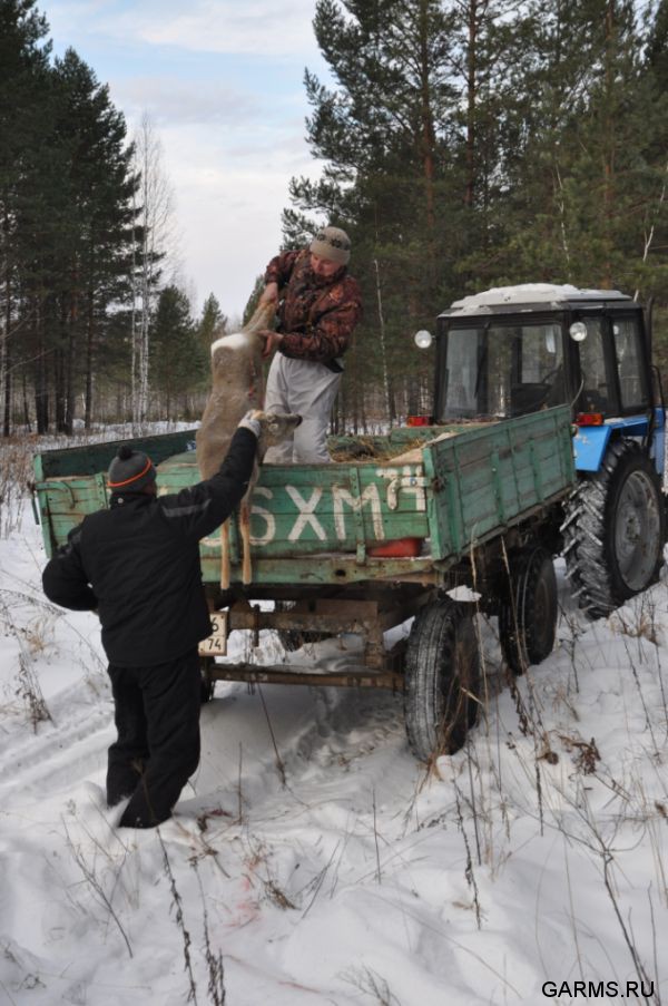 Зимняя охота декабрь 2011 г.(Челябинская область)