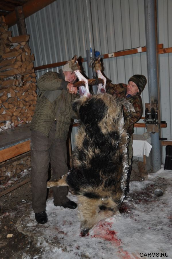 Зимняя охота декабрь 2011 г.(Челябинская область)