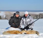 Охота на лисицу февраль 2012 г.(Челябинская область)