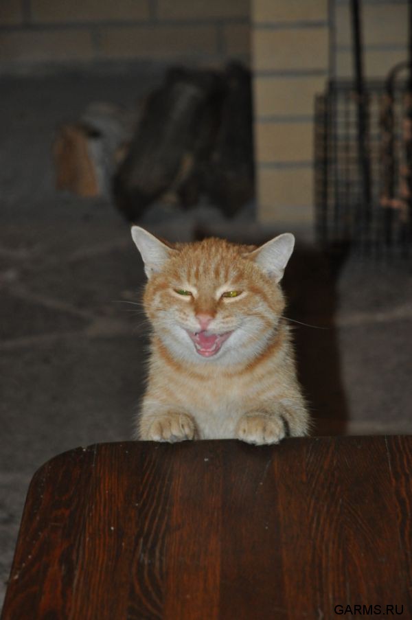 Охота на кабана и козла октябрь 1012 г.(Кург.и Чел. область)