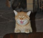 Охота на кабана и козла октябрь 1012 г.(Кург.и Чел. область)