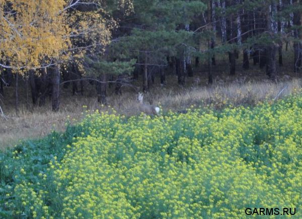 Охота на кабана и козла октябрь 1012 г.(Кург.и Чел. область)