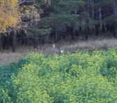 Охота на кабана и козла октябрь 1012 г.(Кург.и Чел. область)