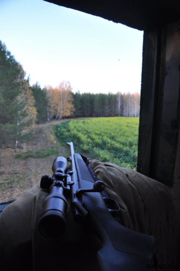 Охота на кабана и козла октябрь 1012 г.(Кург.и Чел. область)