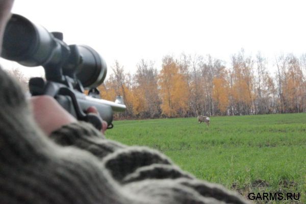 Охота на кабана и козла октябрь 1012 г.(Кург.и Чел. область)