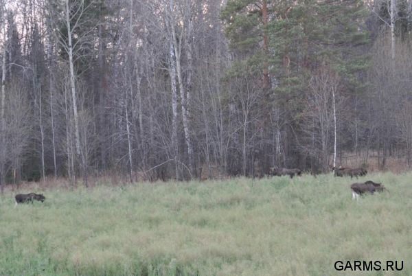 Охота на лося ноябрь 2012 г.(Челябинская область)