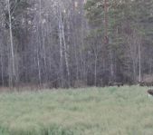 Охота на лося ноябрь 2012 г.(Челябинская область)
