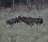 Охота на лося ноябрь 2012 г.(Челябинская область)
