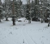 Охота на кабана и козла ноябрь 2012 г.(Челябинская область)