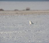 Зимняя охота декабрь 2012 г.(Челябинская область)