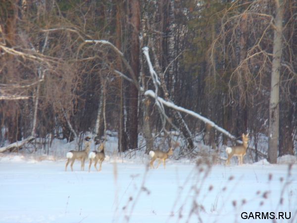 Зимняя охота декабрь 2012 г.(Челябинская область)