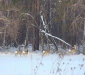 Зимняя охота декабрь 2012 г.(Челябинская область)