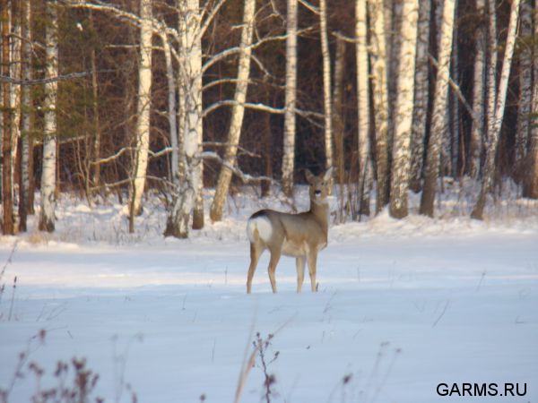 Зимняя охота декабрь 2012 г.(Челябинская область)