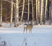 Зимняя охота декабрь 2012 г.(Челябинская область)