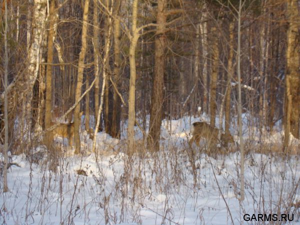 Зимняя охота декабрь 2012 г.(Челябинская область)