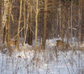 Зимняя охота декабрь 2012 г.(Челябинская область)