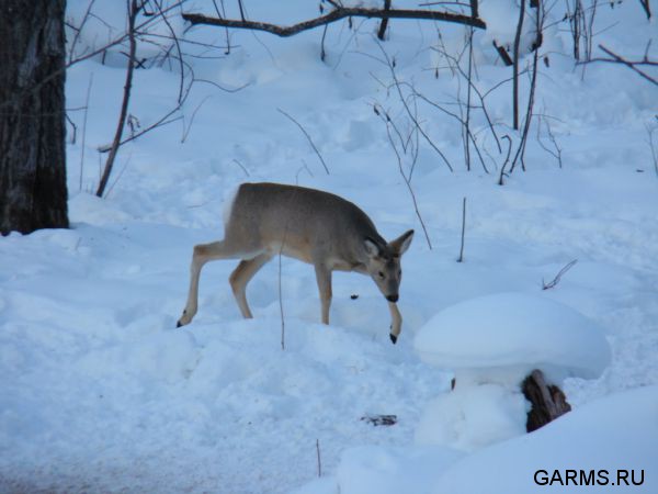 Охота на лисицу и кабана февраль 2013 г.(Челябинская область)