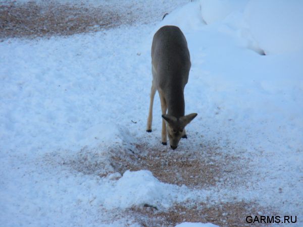 Охота на лисицу и кабана февраль 2013 г.(Челябинская область)