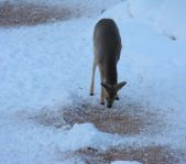 Охота на лисицу и кабана февраль 2013 г.(Челябинская область)