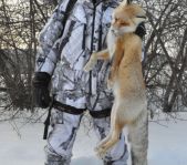 Охота на лисицу и кабана февраль 2013 г.(Челябинская область)