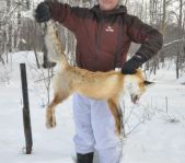 Охота на лисицу и кабана февраль 2013 г.(Челябинская область)