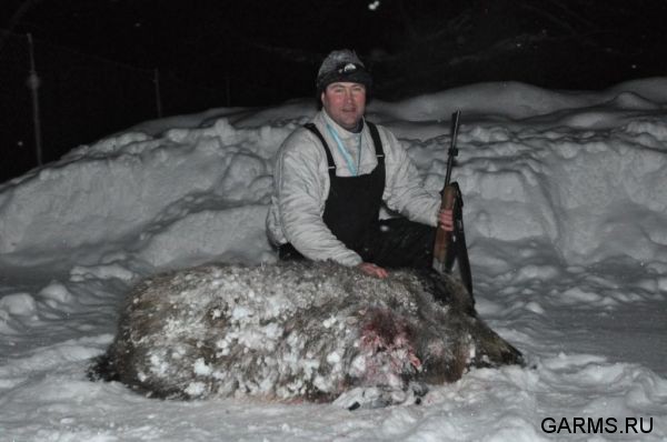 Охота на лисицу и кабана февраль 2013 г.(Челябинская область)