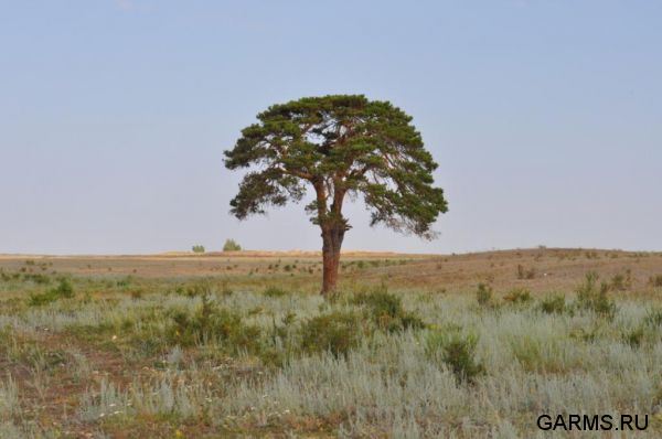 Охота на сурка июль 2013 г.(Челябинская область)