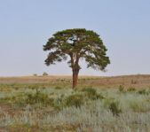 Охота на сурка июль 2013 г.(Челябинская область)