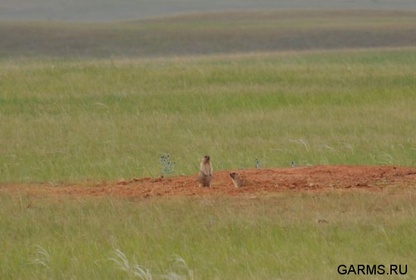Охота на сурка июль 2013 г.(Челябинская область)