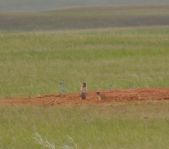 Охота на сурка июль 2013 г.(Челябинская область)