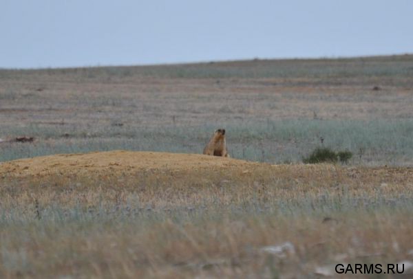 Охота на сурка июль 2013 г.(Челябинская область)